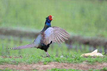 Japanese Green Pheasant (Phasianus versicolor) male in Japan