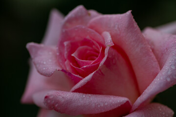 contrast pink rose with water droplets