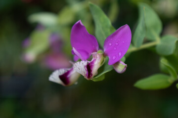 Fototapeta na wymiar flower of a lilac
