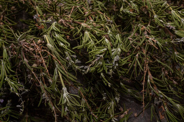 Branches of rosemary with fresh flowers drying 
