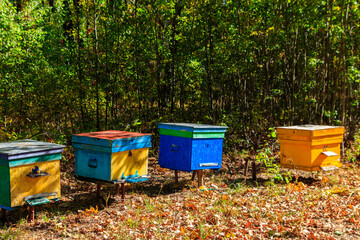 Old colorful wooden beehives in forest glade at autumn