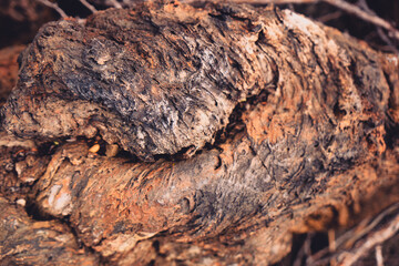 Close up detail of volcanic lava rock basalt found in the desert