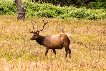bull elk in park