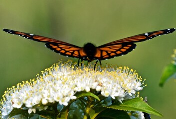 monarch butterfly (Danaus) on deciduous butterfly bush 