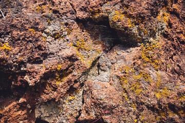 Close up detail of green lichen growing on volcanic lava rock basalt found in the desert