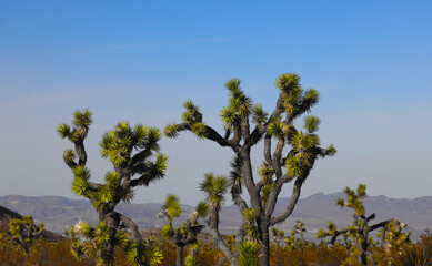 Joshua Tree
