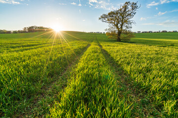 Beautiful green meadow landscape at sunset. Fresh spring season in England 