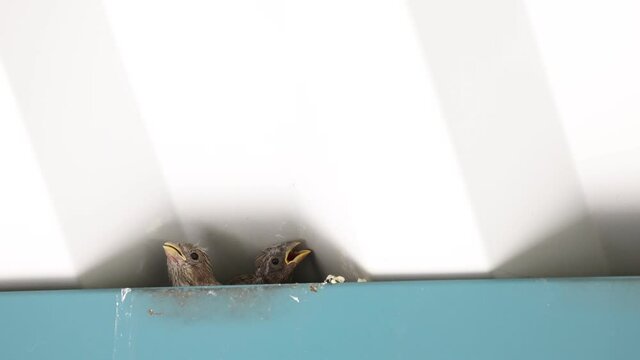 Two tiny baby finches wait hungrily in a nest under eaves to be fed.