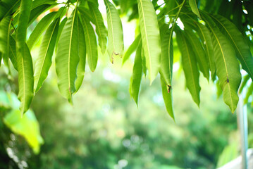 Fototapeta na wymiar green leaves with blurred background