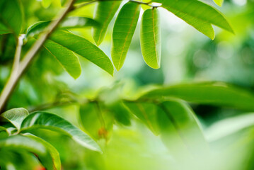 Fototapeta na wymiar green leaves with blurred background