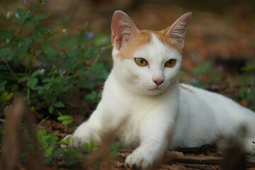 Naklejka na ściany i meble White cat laying in the garden