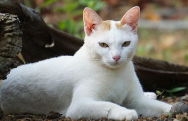 Naklejka na ściany i meble White cat laying in the garden