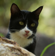 White cat playing in the garden