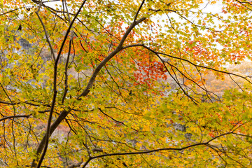 広島県帝釈峡、枯葉の精細管。