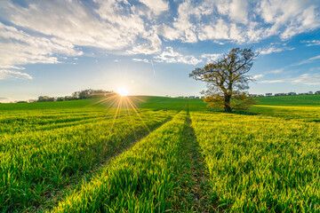 Fototapeta na wymiar Green field with sun flare. Landscape of England in spring season