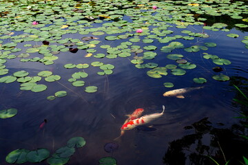 睡蓮の花と鯉が美しい