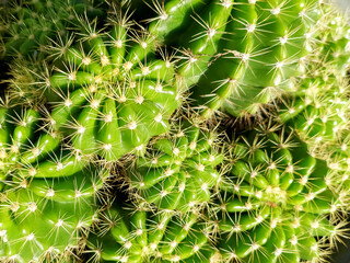 Close-up photo of cactus in the garden.