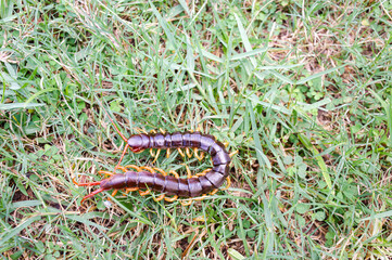 A centipede on a large green leaf It is a poisonous animal and has a lot of legs. It's on the grass.