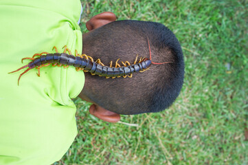 Centipedes are poisonous animals. It can bite and release poison. It has a lot of legs. It's on someone's body.