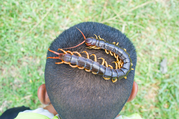 Centipedes are poisonous animals. It can bite and release poison. It has a lot of legs. It's on...