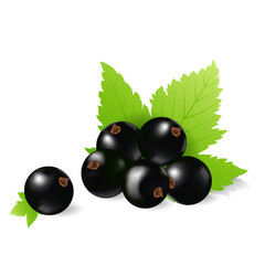 black currant juicy berry vector