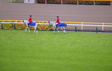 東京競馬場　誘導馬