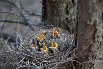 Little thrush chicks with open beaks sit in a nest in the forest.