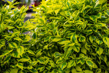 Plantas en el Parque México