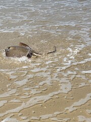 seagull on the beach