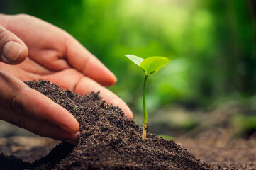 hand planting sprout in soil with sunset.