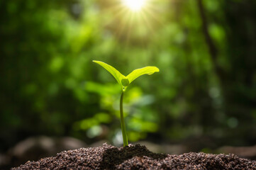 small tree growing with sunrise. green world and earth day concept
