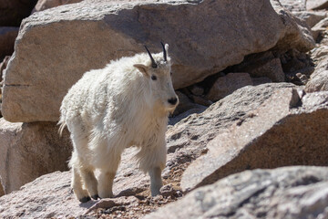 Mountain Goats on the Summit