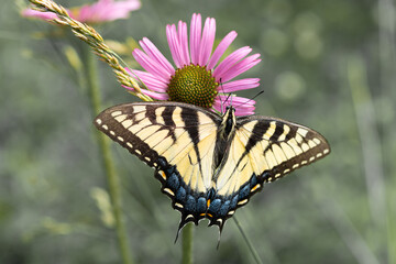 A swallowtail in the garden