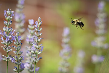 An in focus bee in flight
