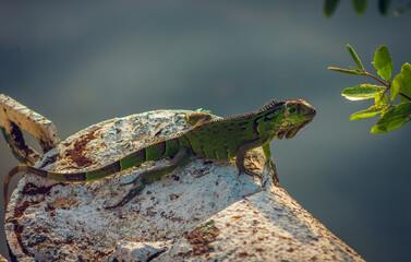 reptil tomando el sol por la mañana