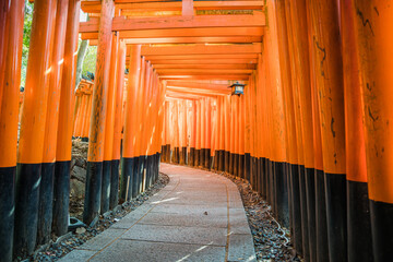 Torii gates of Fushimi Inari Shrine in Kyoto, Japan
