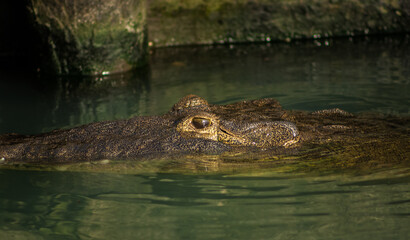 gran cocodrilo salvaje cazando en el rio