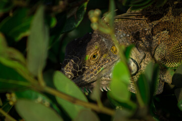 reptil tomando el sol por la mañana