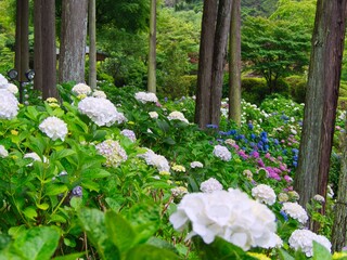 紫陽花畑