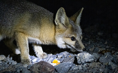 Naklejka na ściany i meble Fox In Death Valley 