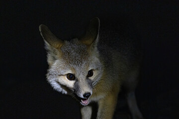 Fox In Death Valley 2