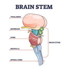 Brain stem parts anatomical model in educational labeled outline diagram. Biological sections location with titles scheme vector illustration. Thalamus, midbrain, pons, medulla and spinal cord graph.