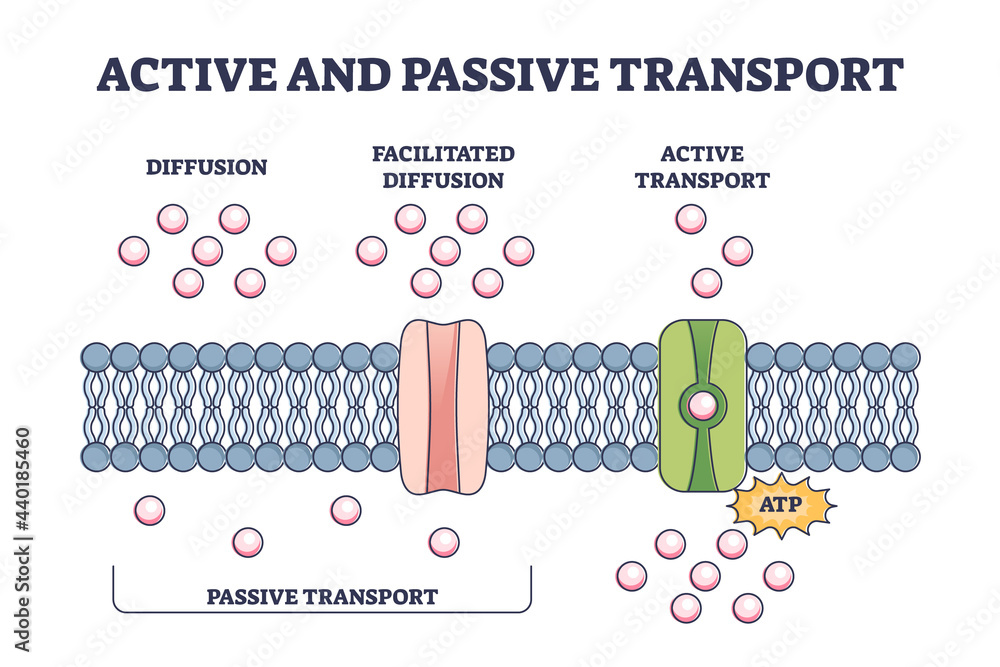 Poster active and passive transport as molecules atp movement in outline diagram. labeled educational schem
