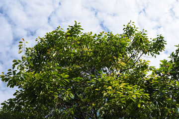 Beautiful shining green tree leaves and white cloudy sky in background in morning time