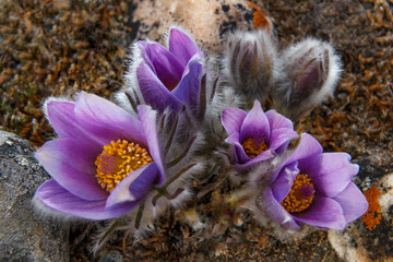 Few purple Pulsatilla vulgaris the pasqueflower bloom in the wild in April, soft focus