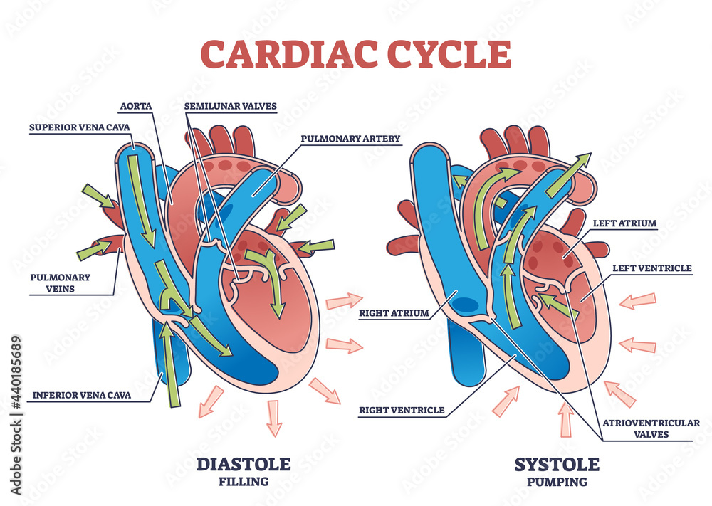 Poster Cardiac cycle with heart diastole and systole process labeled outline diagram. Scheme with educational filling and pumping phases vector illustration. Anatomical explanation with blood flow arrows.