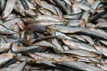 A large pile of sprat. Sprat is scattered over the surface.