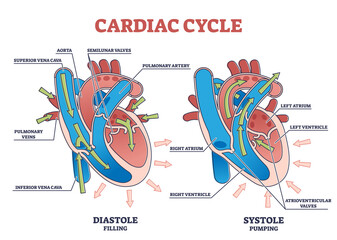 Cardiac cycle with heart diastole and systole process labeled outline diagram. Scheme with educational filling and pumping phases vector illustration. Anatomical explanation with blood flow arrows.