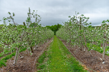 Fototapeta na wymiar Spring Orchard counting on the bees