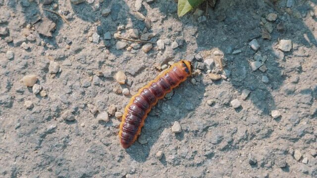 large beetle larva crawls on stony ground. high angle view